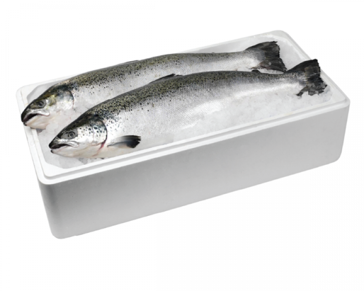 Cá hồi tươi nhập khẩu nguyên con (Salmon Fresh)